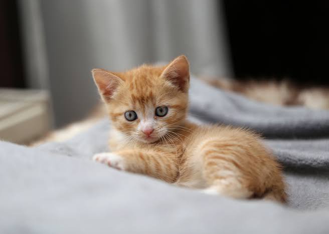 <p>小猫</p>