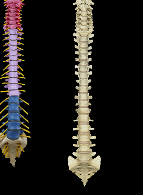 <p>Intervertebral disc</p>