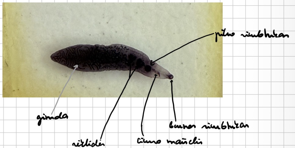 <p>Lancetine siurbike - dicrocoelium dendriticum (lytine ir virskinimo sistema)</p>