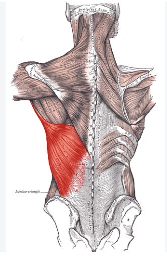 <p>What is the latissimus dorsi action (2) and innervation? </p>