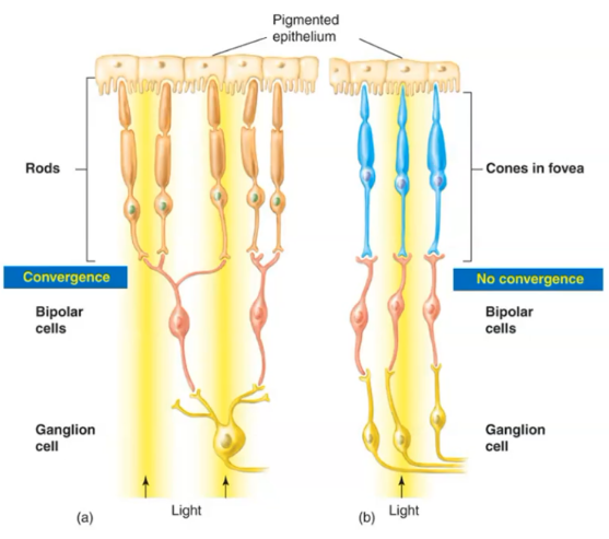 <p>In the fovea, each cone supplies 1 ganglion cell (no convergence), giving a small receptive field and high acuity. Many rods converge on 1 ganglion cell, giving a large receptive field, high sensitivity, and low acuity.</p>