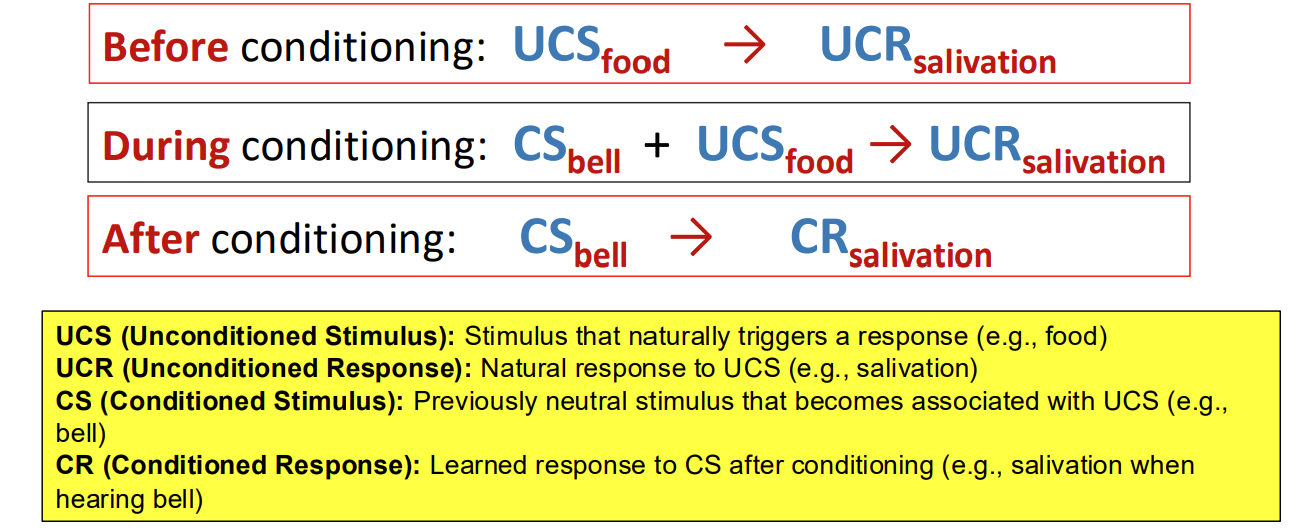 <ul><li><p>Discovered by Ivan Pavlov with his dog experiments</p></li><li><p>Involves pairing a neutral stimulus with an unconditioned stimulus</p></li><li><p>Eventually, the neutral stimulus alone elicits a conditioned response</p><ul><li><p><strong>Before </strong>conditioning: UCS (food) → UCR (salivation)</p></li><li><p><strong>During </strong>conditioning: CS (bell) + UCS (food) → UCR (salivation)</p><ul><li><p>CS - bell, which is previously neutral stimulus that becomes associated with UCS</p></li></ul></li><li><p><strong>After </strong>conditioning: CS (bell) → CR (salivation)</p><ul><li><p>CR - learned response to CS after conditioning</p></li></ul></li></ul></li><li><p>learning occurs through association</p></li></ul><p></p>