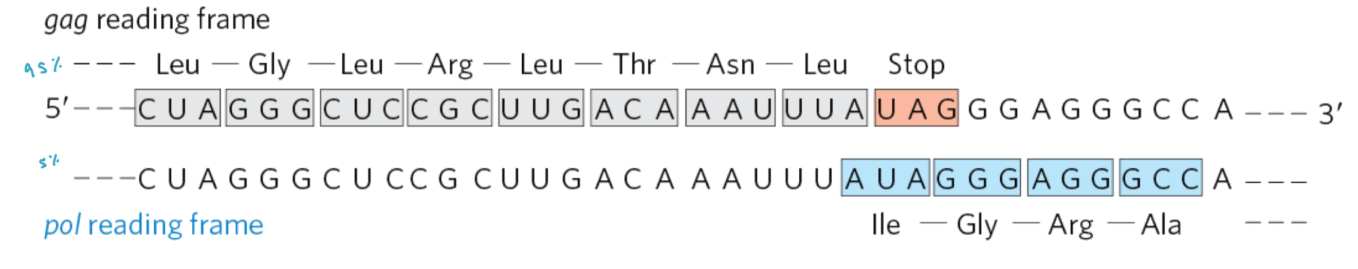 <ul><li><p>in 95% of the cases, the <em>Rous sarcoma </em>Gag protein is normally stopped after the Leu residue</p></li><li><p>in 5% of cases, the ribosome will slip -1 nucleotide after the UUA codon to place the AUA codon in aminoacyl site and to translate the Gal-Pol fusion protein, that is later cleaved into two polypeptide</p></li></ul><p></p>