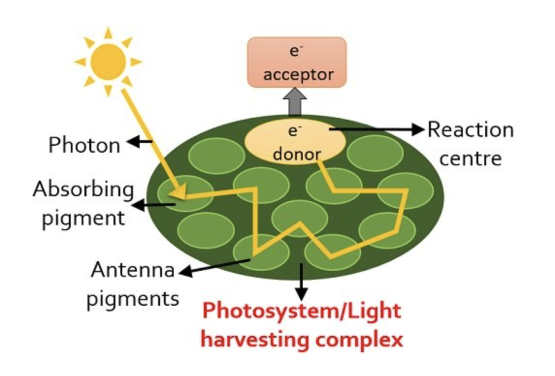 <p>Photosystem 1 absorption peak 700nm (far red)</p><p>Photosystem 2 absorption peak 680nm (red)</p>
