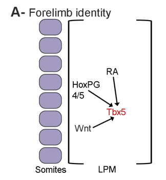 <p>Hox proteins along and other factors induce limb-specific transcription factors that specify limb type identity </p>