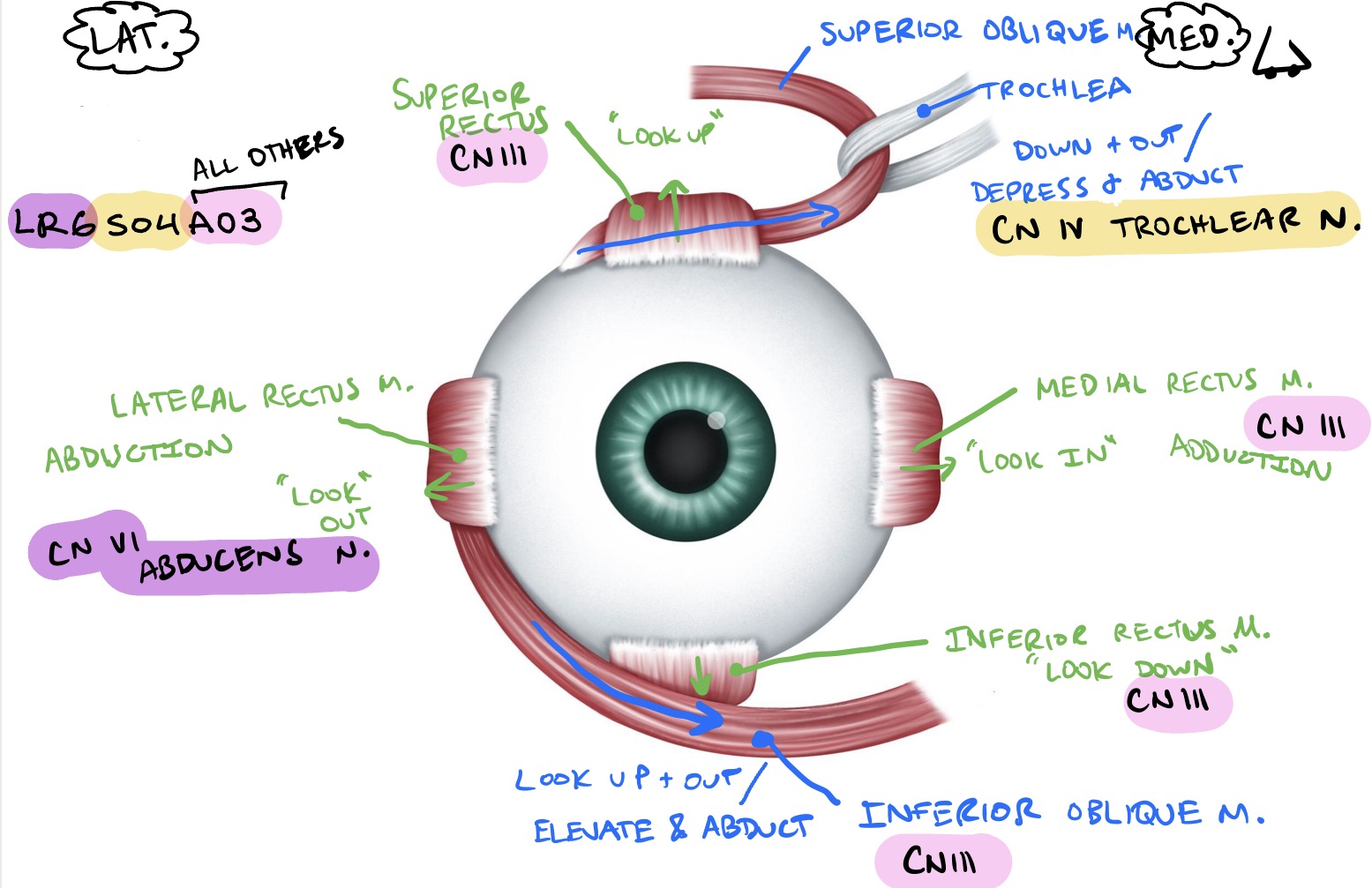 <p>To help remember: </p><ul><li><p><span style=""><mark data-color="#ab80d7" style="background-color: rgb(171, 128, 215); color: inherit;">LR6</mark></span><mark data-color="#f7e33e" style="background-color: rgb(247, 227, 62); color: inherit;">SO4</mark><mark data-color="#f059fb" style="background-color: rgb(240, 89, 251); color: inherit;">AO3</mark></p><ul><li><p>Lateral Rectus → CN Vl (6) / Abducens N. </p></li><li><p>Superior Oblique → CN lV (4) / Trochlear N.</p></li><li><p>All Others → CN lll (3) / Oculomotor N.</p></li></ul></li></ul><p></p>