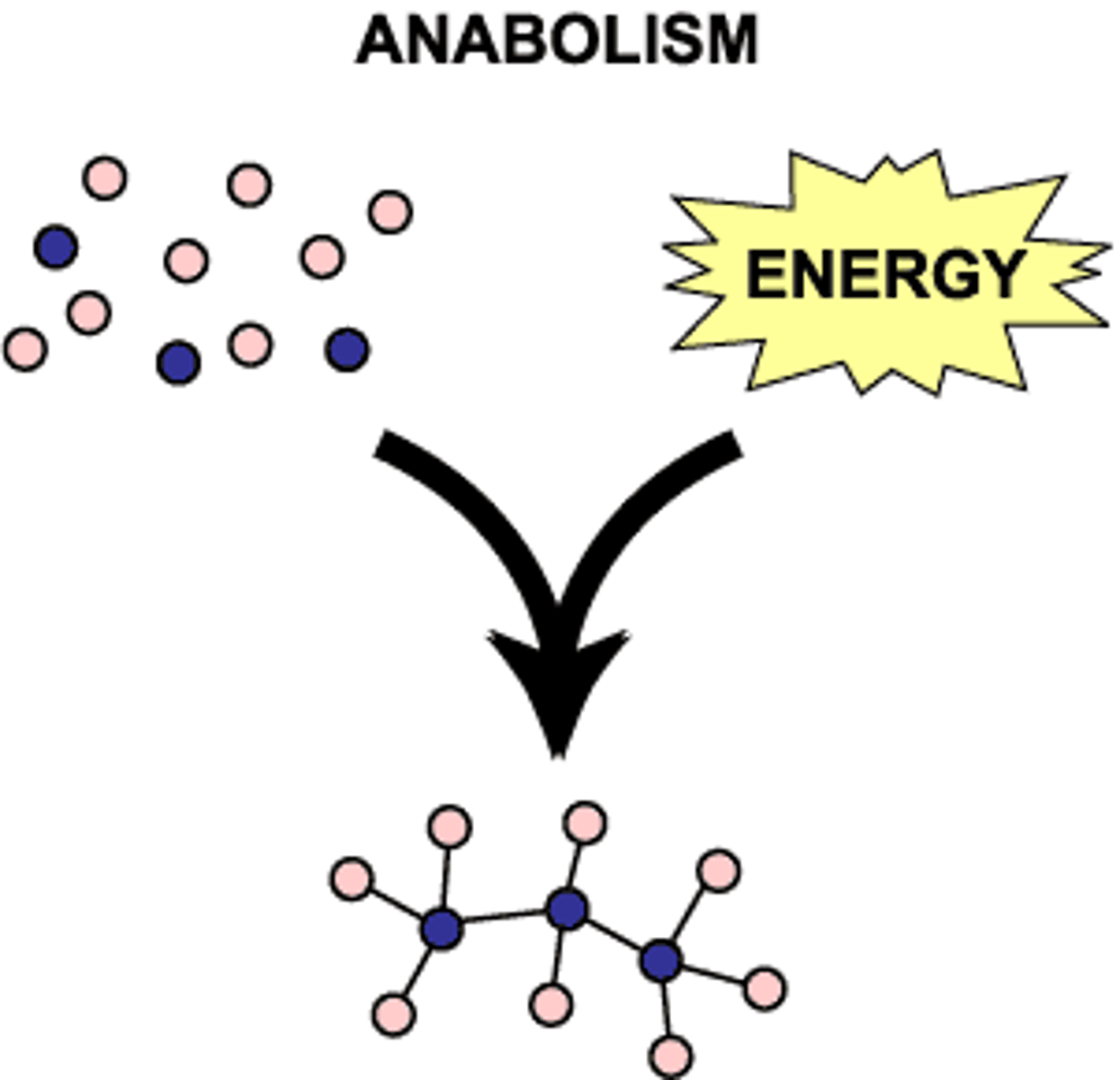 <p>synthesis of complex molecules from simpler molecules (ex. making DNA, photosynthesis)</p>