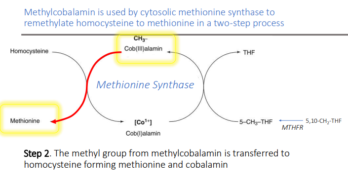 <p>homocysteine</p><ol><li><p>Methionine</p></li><li><p>Cobalamin</p></li></ol><p></p>