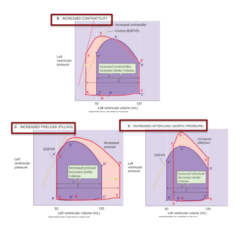 <ul><li><p>heart rate (filling time)</p></li><li><p>preload (starling law)</p></li><li><p>afterload (background aortic pressure)</p></li></ul><p></p>