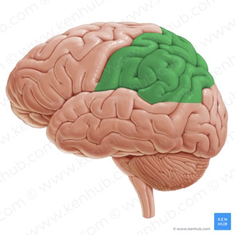 <p>What lobe of the <strong>BRAIN</strong>?</p>