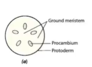 <p>where in the plant stem is this diagram</p>