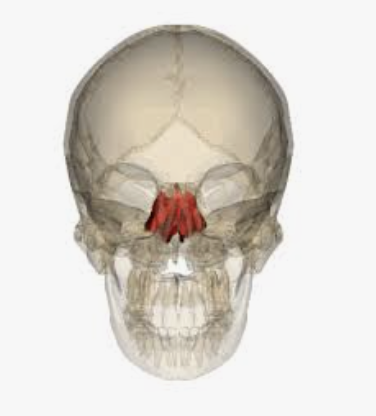 <p>Which bone is this?</p>