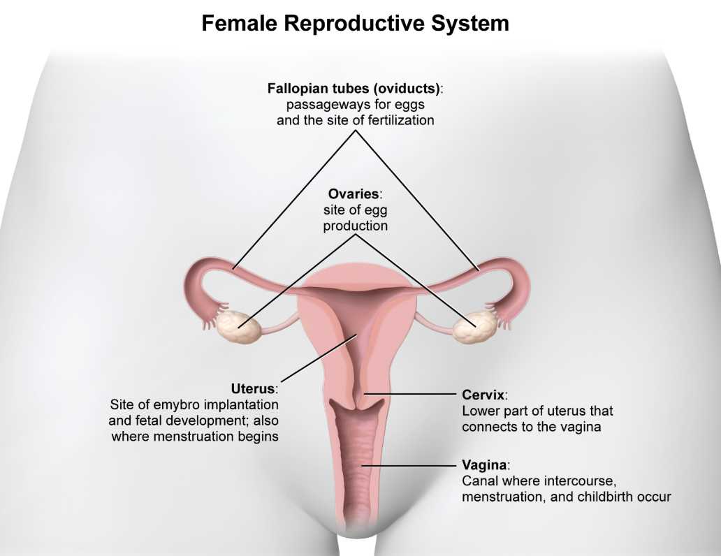 <p>Upon ovulation, a <strong>secondary oocyte</strong> is released from the <strong>ovary&nbsp;</strong>and travels down the <strong>fallopian tube&nbsp;</strong>(also known as the <strong>oviduct</strong>).</p><p></p><p><strong>Fertilization</strong> occurs here, where the sperm meets and fuses with the secondary oocyte to form a <strong>zygote</strong>.</p><p></p><p><em>A. Ovary</em></p><p>The ovary is responsible for the production of eggs. Upon ovulation, eggs are released<em>&nbsp;</em>from the ovary and travel through the fallopian tube to the uterus.</p><p></p><p><em>C. Uterus</em></p><p><span style="line-height: 1.6em; font-size: inherit;">The uterus is a muscular organ in which a fertilized<em>&nbsp;</em>egg implants, grows, and develops into an embryo.</span></p><p></p><p><em>D. Seminiferous tubules</em></p><p>Seminiferous tubules are coiled structures within the testes where spermatogenesis occurs. Fertilization takes place within the female reproductive system, <em>not</em> the male reproductive system.</p><p></p><p><em>E. Cervix</em></p><p>The cervix is a narrow opening that connects the vagina to the uterus. It serves as a passageway for sperm to enter the uterus.</p>