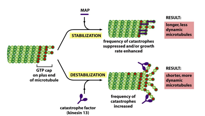 <p>Stabilize microtubules + enhance growth by suppressing frequency of catastrophes → enhance growth rate </p>