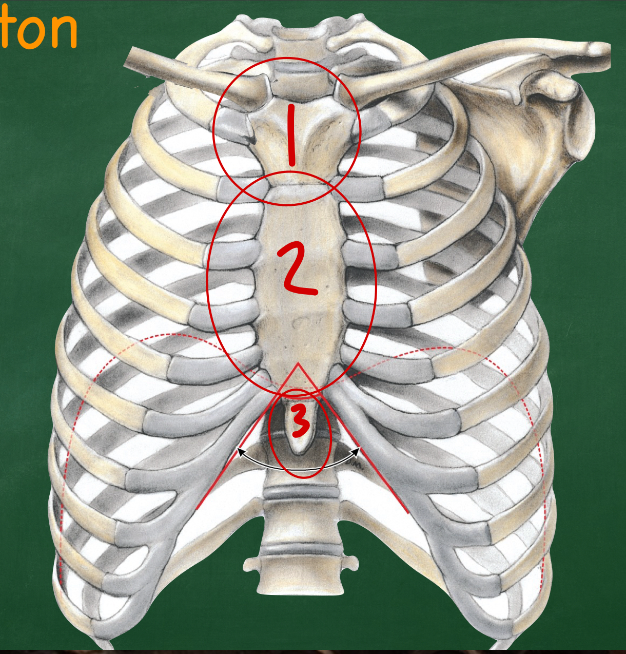 <p>What are the three parts of the sternum?</p>