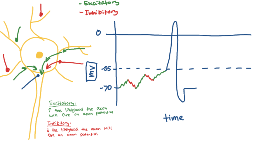 <ul><li><p>Decrease the likelihood the axon will fire an axon potential</p></li></ul><p></p>