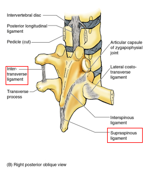 <p>tips of spinous processes from C7 to sacrum</p>