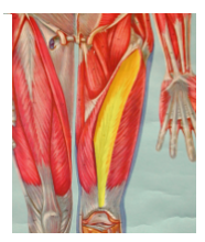 <p>What is the highlighted muscle? what is its innervation?</p>