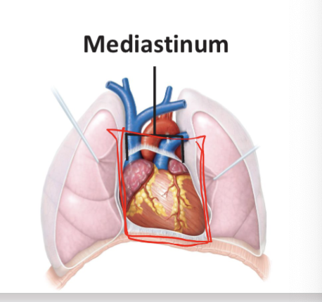 <p><strong>mediastinum</strong> and <strong>two pleural cavities</strong></p><p></p><p><strong>Mediastinum:</strong></p><ul><li><p>in center and for the heart </p></li><li><p><span>region of the thoracic cavity between the pulmonary</span><br><span>cavities</span></p></li></ul><p></p><p><strong>Left and Right pleural cavities:</strong></p><ul><li><p>envelope the lungs </p></li></ul><p></p><p></p><p></p>