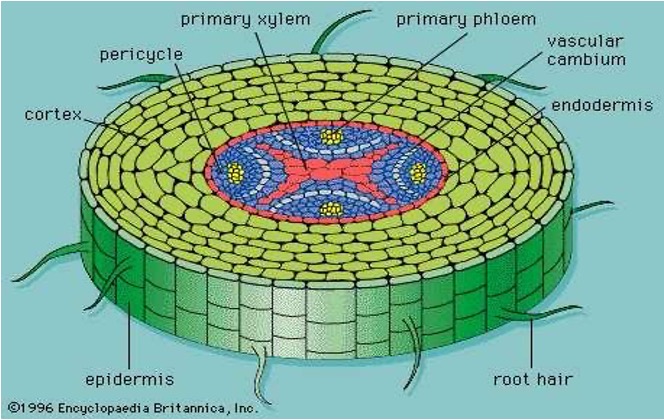 <p>the innermost layer of the cortex in plant roots and some stems</p><p>regulates water and substance through the layer</p><p>has Casparian Strip, which is made of suberin and forms the barrier</p>