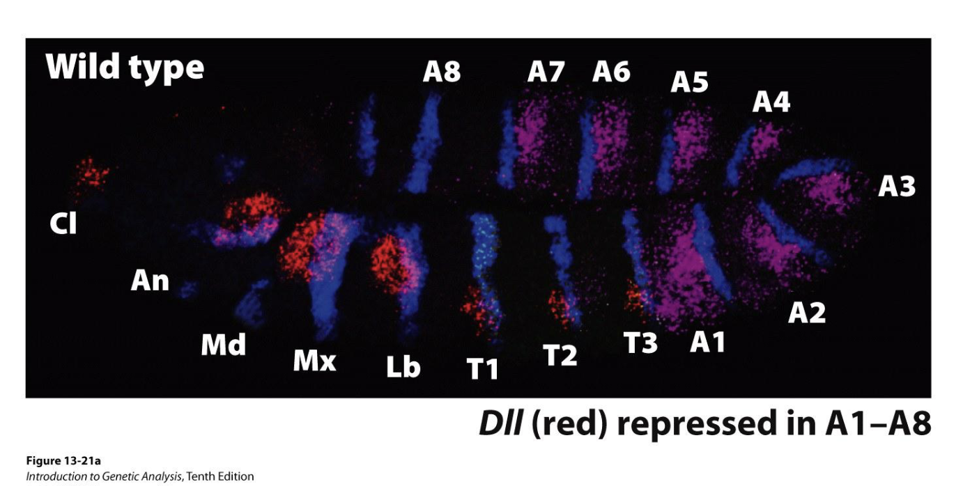 <ul><li><p><em>DII</em> is repressed by Hox proteins Ultrabithorax (Utx)</p><ul><li><p><em>DII</em> is absent in segments where <em>Ubx</em> is expressed </p></li></ul></li><li><p>when DII is derepressed in abdominal segment A1, the segment develops appendages (wings) and fly has two sets of wings (change in A1 identity)</p></li><li><p>Figure: WT expression</p><ul><li><p>Blue: <em>Engrailed</em> (expressed in posterior of each segment, used here to visualize segments)</p></li><li><p>Purple: <em>Ubx</em> expression</p></li><li><p>Red: <em>DII</em> expression, this marks position of future appendages</p></li></ul></li></ul><p></p>