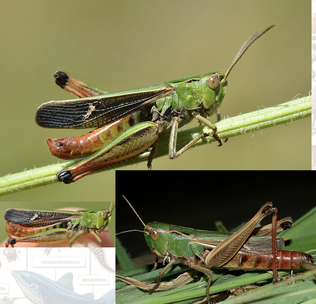 <p>Latin, magyar, védett?</p>