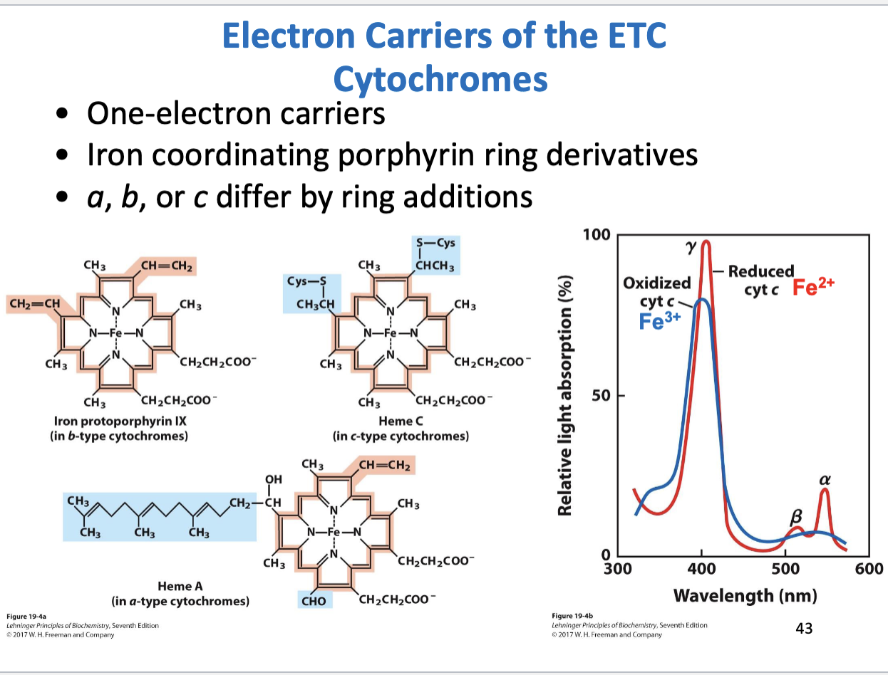 <ul><li><p>One electron carriers</p></li><li><p>Contain porphyrin derivatives coordinated with iron</p></li><li><p>Cytochromes a,b,c differ by addition of chemical groups to the porphyrin ring</p></li><li><p>Oxidized and reduced forms differ in relative light absorption</p><ul><li><p>The wavelength at which alpha absorption peak occurs characterizes the identity of the reduced cytochrome</p></li></ul></li></ul><p></p>