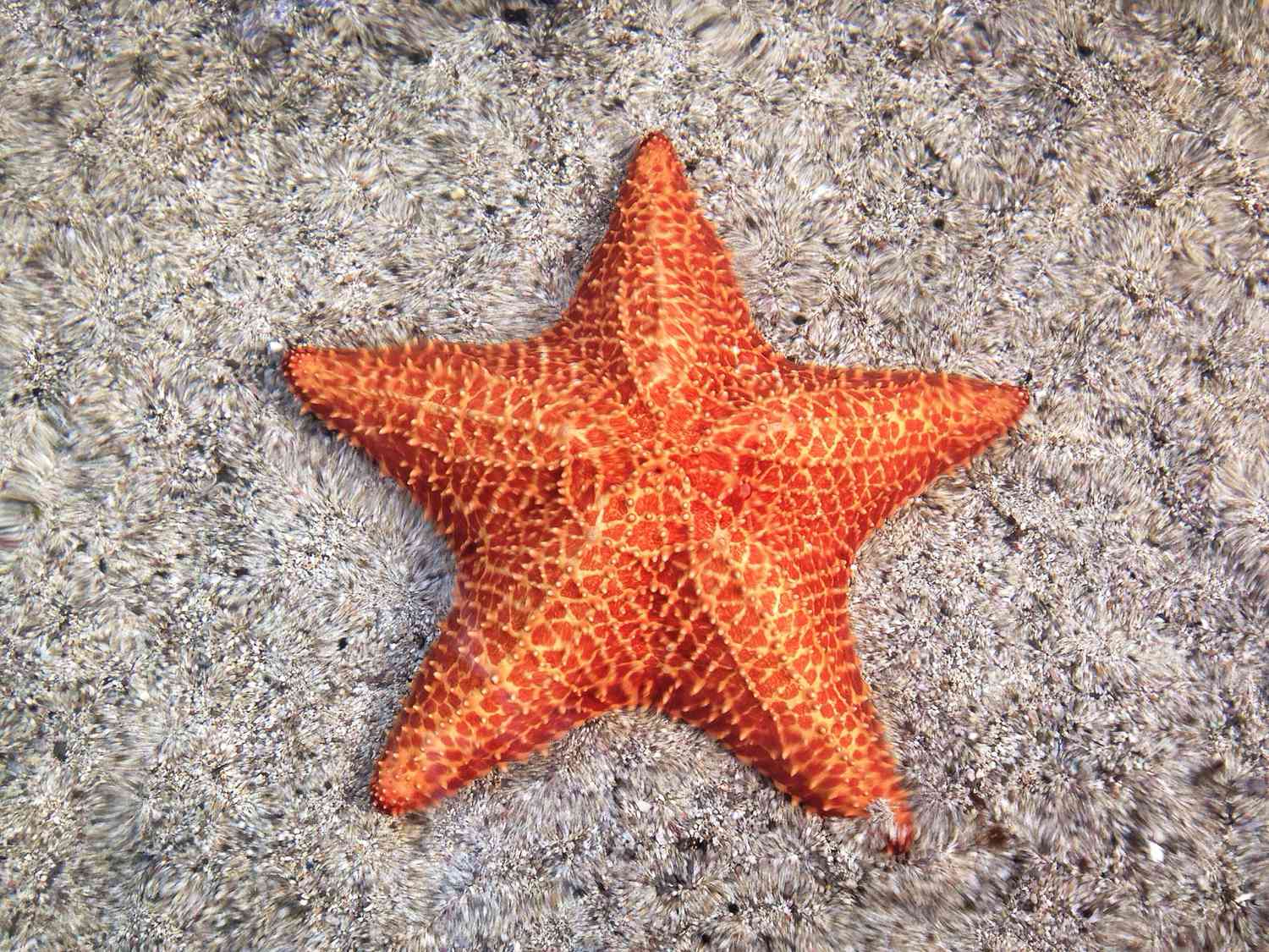 <p>Sea Star</p>