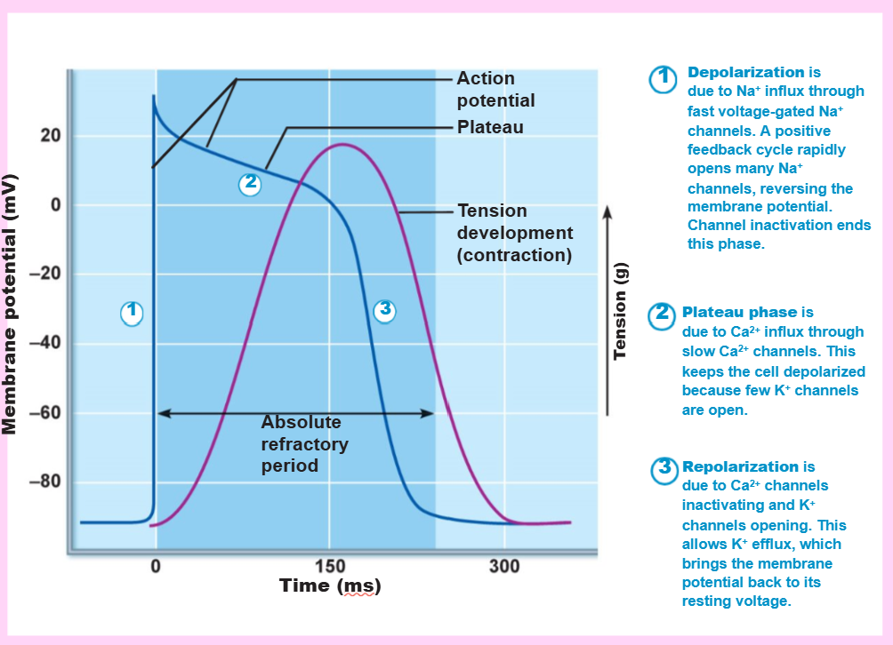 <p>depolarization, -90, +30, Ca2+, plateau, repolarization</p>