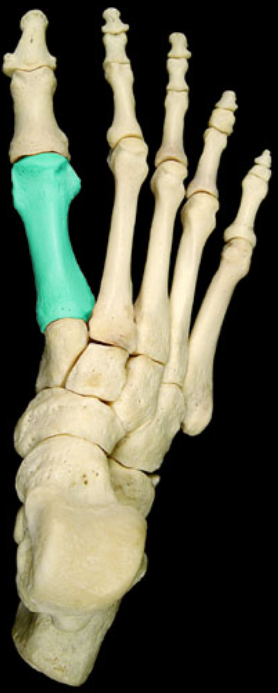 <p>Metatarsal I is part of the digit known as the: </p>