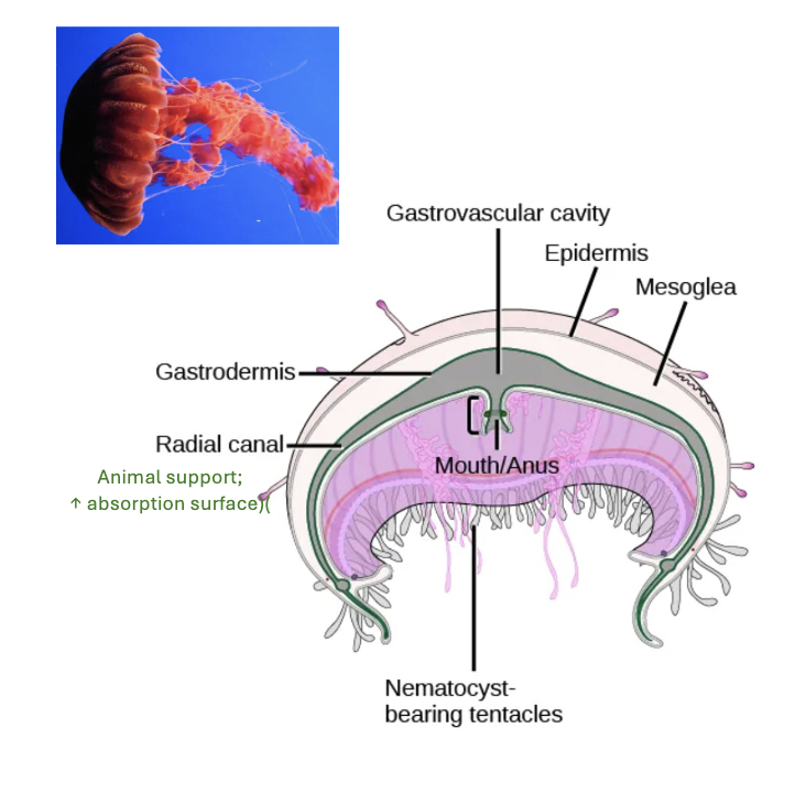 <p>Class Scyphozoa (Medusozoa)</p>