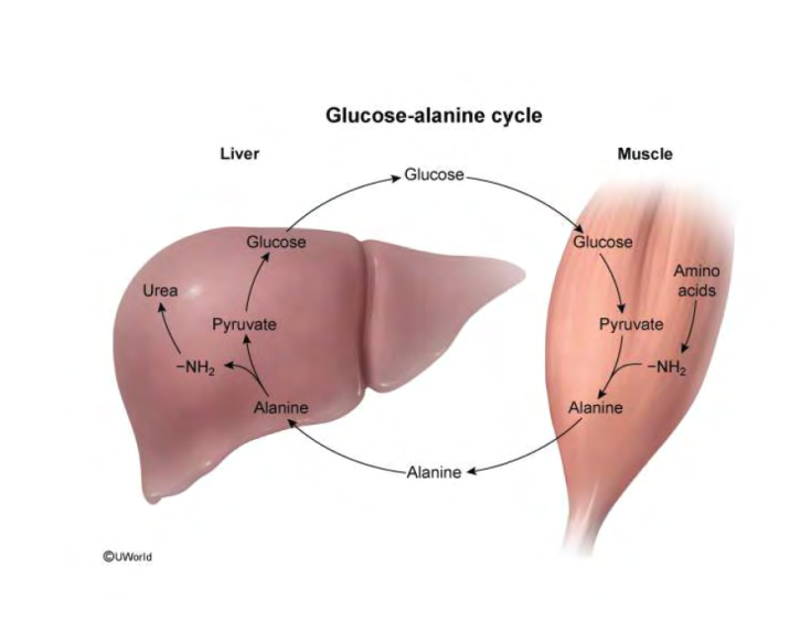 <p><span>Muscle tissue lacks a functional urea cycle to dispose of toxic free ammonia NH4.</span> <span>When amino acids are broken down for fuel, excess amino groups → alpha-ketoglutarate → form glutamate.</span> <span>Alanine aminotransferase (ALT) then transfers the amino group from glutamate onto pyruvate (from glycolysis), → <strong>alanine</strong>.</span> <span>Alanine serves as a neutral, non-toxic carrier to transport nitrogen safely through the bloodstream</span></p><p><span>Alanine enters hepatocytes, hepatic ALT reverses the reaction, transferring the amino group from alanine back onto alpha-ketoglutarate → <strong>glutamate</strong> and pyruvate.</span></p>