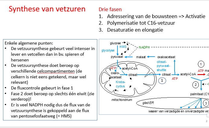 <p>pentose fosfaatweg (HMS), want heel veel NADPH nodig</p>