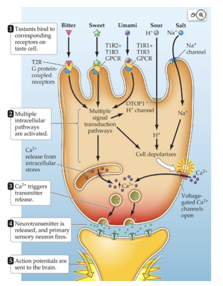 <p>What does this image show for Chemical Mechanisms of Action?</p>