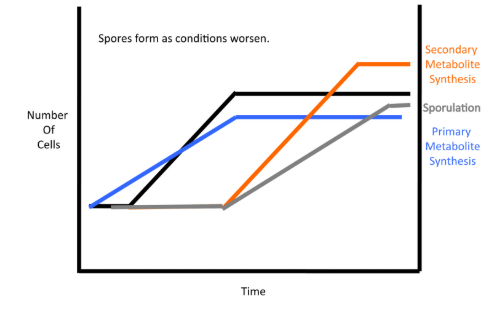 <p>Phases of Growth in Batch Culture</p>