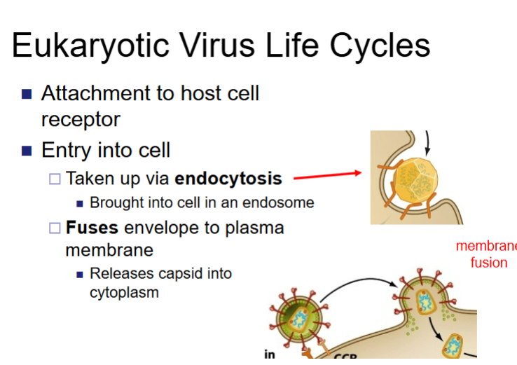 <p>-Attachment to host cell <u>receptor</u></p><p>-Entry into cell via <u>endocytosis(</u>brought into cell in an endosome)</p><p>-Fuses envelope to plasma membrane</p><p>-releases capsid into cytoplasm</p>