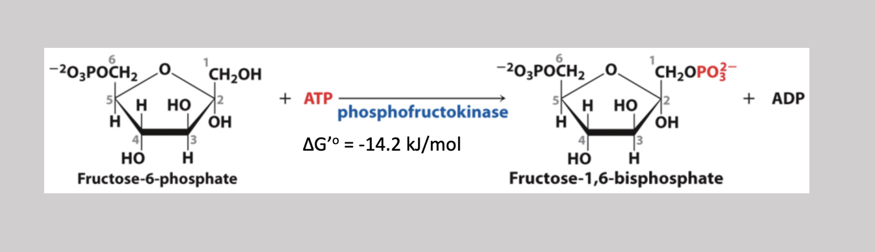 <p>Third step irreversible reaction that adds a phosphate to carbon-1 from ATP on fructose-6-phosphate (generates fructose-1,6-biphosphate)</p>
