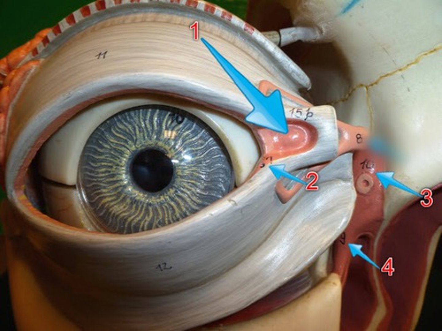 <p>The structures that produce, store, and remove tears.</p><p>Made up of:</p><p>o lacrimal gland</p><p>o lacrimal duct</p><p>o lacrimal sac</p><p>o nasolacrimal duct</p>