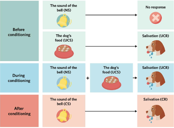 <p><span><strong>Phase 1: Before Conditioning: </strong>Neutral Stimulus = No response. Unconditioned Stimulus = Unconditioned Response.</span></p><p class="MsoNormal"><span><strong>Phase 2: During Conditioning (referred to as the acquisition phase):</strong> Neutral Stimulus + Unconditioned Stimulus = Unconditioned Response. The stimuli are paired together repeatedly, with the NS being presented just before the UCS.</span></p><p class="MsoNormal"><span><strong>Phase 3: After Conditioning: </strong>Conditioned Stimulus (previously the Neutral Stimulus) = Conditioned Response. Learning is demonstrated when the Conditioned Stimulus is presented alone and it elicits the Conditioned Response.</span></p><p class="MsoNormal"><span><strong>Explanation of the Three-Phase Model A Template:</strong> Before conditioning, the NS elicits no response, while the UCS leads to the UCR. During conditioning, the NS is repeatedly presented just before the UCS, which leads to the UCR. After conditioning, the CS now leads to the CR, even when presented alone (i.e. without the UCS).</span></p><p class="MsoNormal"><span><strong>Example: </strong></span></p><p class="MsoNormal"><span><strong>Phase 1: Before Conditioning:</strong> NS (song) = No response, UCS (beach)= UCR (positive attitude in response to the beach).</span></p><p class="MsoNormal"><span><strong>Phase 2: During Conditioning:</strong> NS (song) + UCS (beach) = UCR (positive attitude). Remember, the NS is presented just before the UCS.</span></p><p class="MsoNormal"><span><strong>Phase 3: After Conditioning:</strong> CS (song) = CR (positive attitude in response to the song).</span></p>