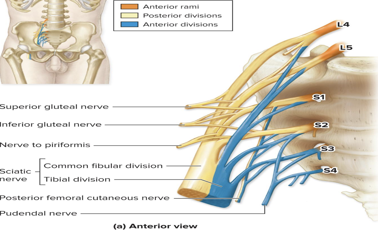 <p>D. Sacral Plexus</p><p>What forms the sacral plexus?</p>