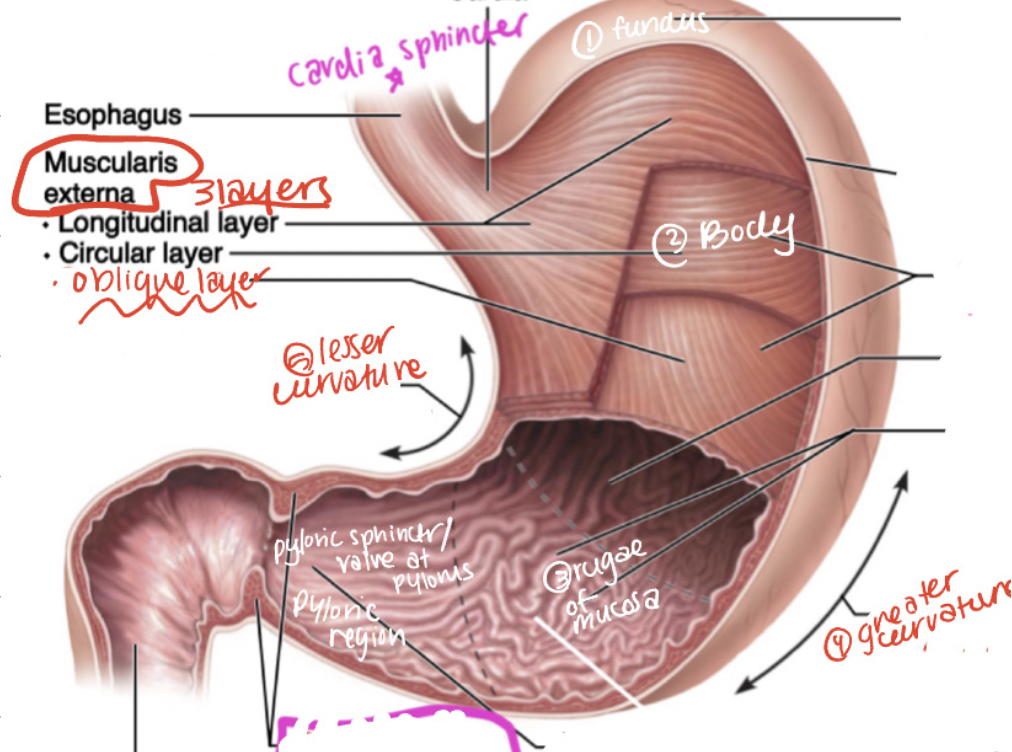 <p>leads into duodenum</p>