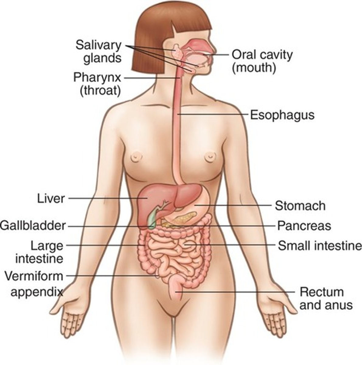 <p>Mouth, pharynx, esophagus, stomach</p>