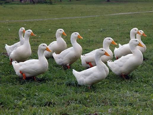 <p>identify</p>