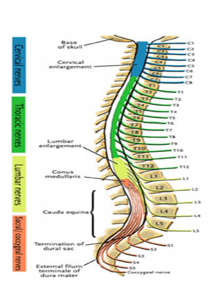 <p>Myelography Prep</p>