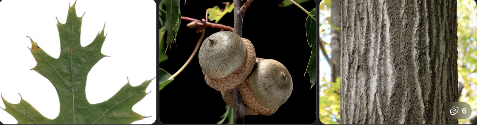 <p>Identify this tree</p>