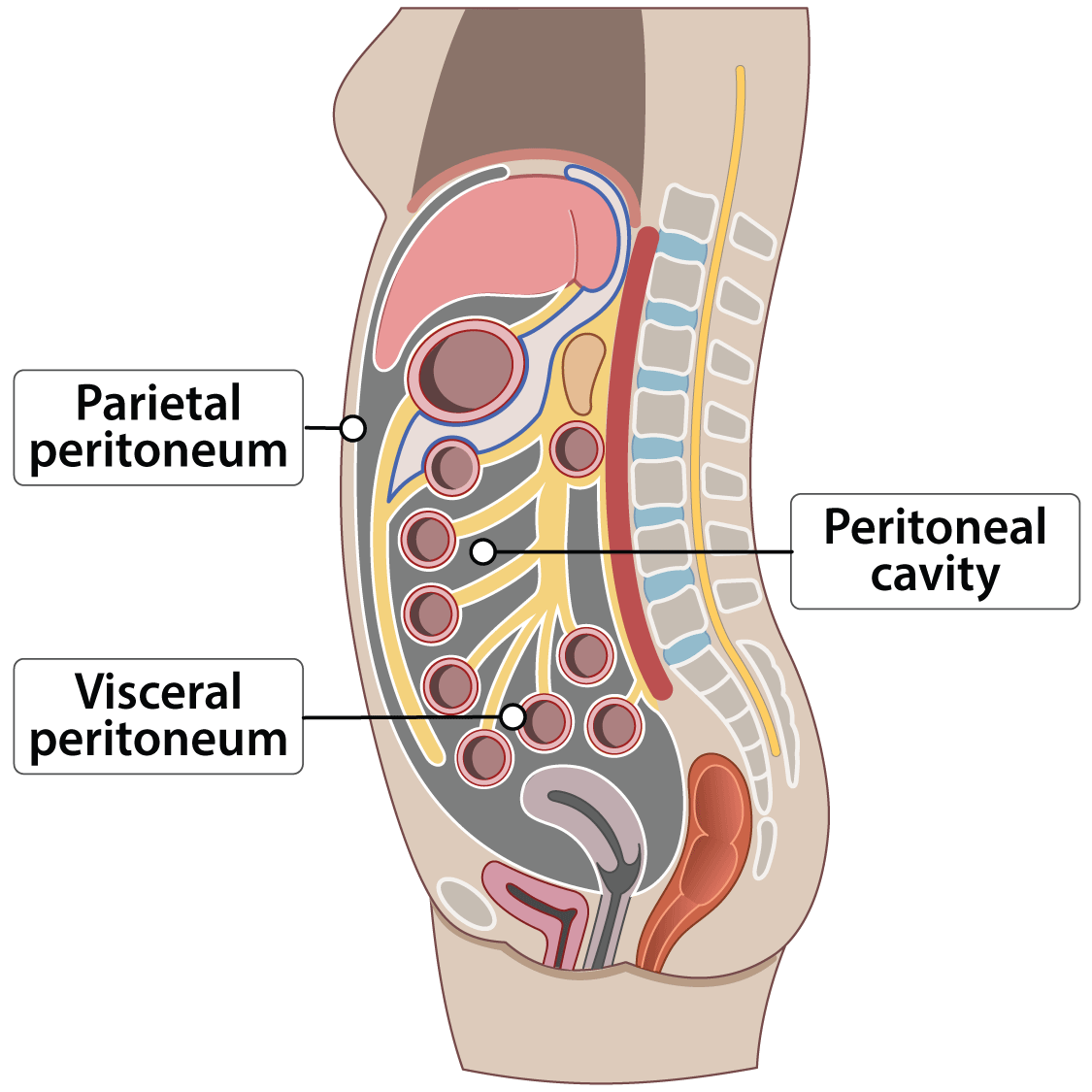 <p>Lining the abdominopelvic cavity and wrapping around internal organs</p>