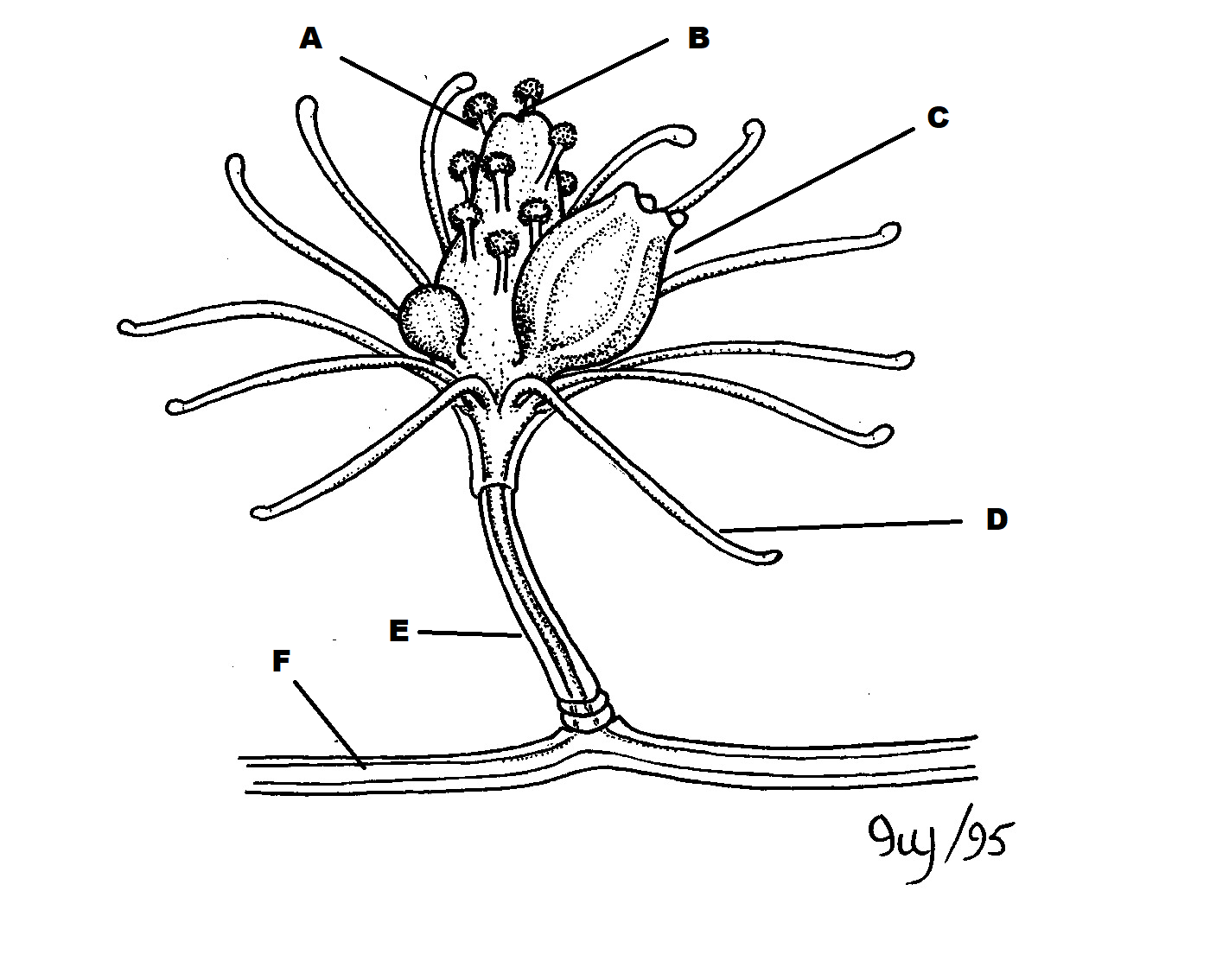 <p>C</p>