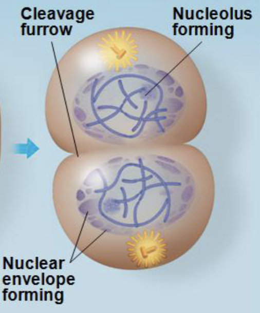 <ol start="5"><li><p><strong>Telophase &amp; Cytokinesis: Nuclear</strong> <strong>envelopes</strong> <strong>form</strong> &amp; <strong>cytoplasm</strong> <strong>divides</strong>, resulting in <strong>two</strong> <strong>genetically</strong> <strong>identical</strong> <strong>daughter</strong> <strong>cells</strong></p></li></ol><p></p>