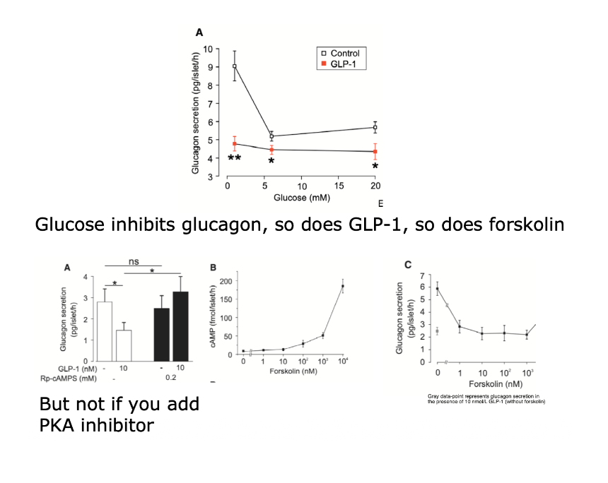 <p>Glucose inhibits glucagon, so does GLP1, so does forskolin…</p><p>But not if you add PKA inhibitor!</p>