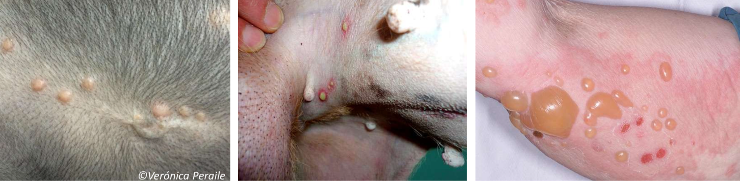 <p>Enfermedad que van con el patrón popular postuló vesicular</p>